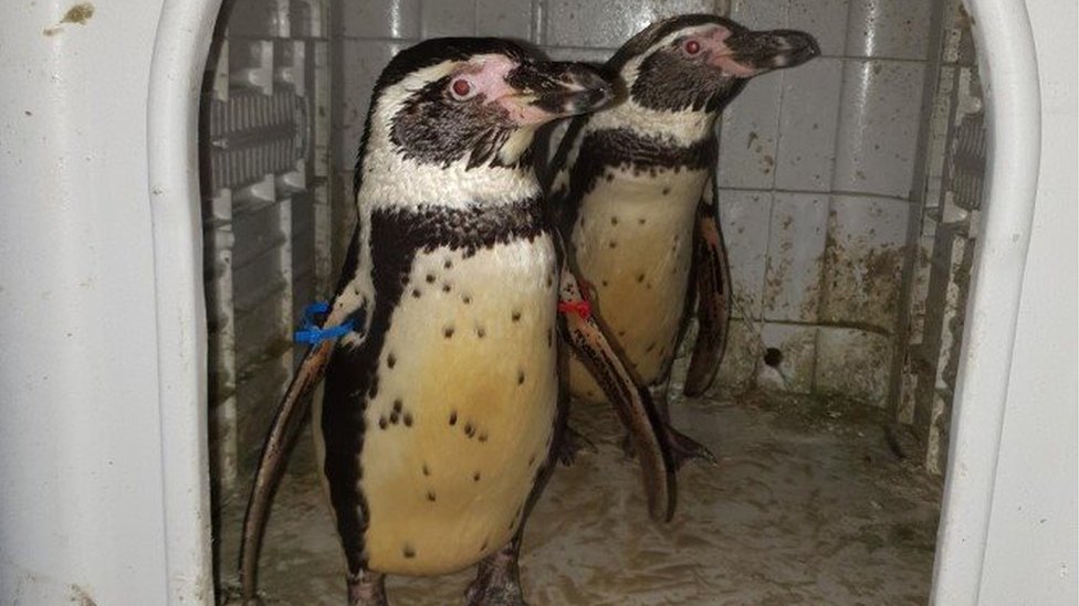 دستگیری پس از فروش پنگوئن در فیسبوک!