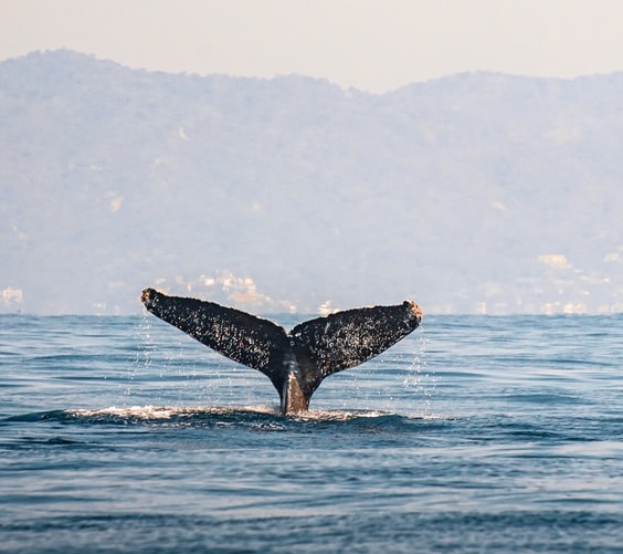 درمان کوید ۱۹ با نهنگ کوهان‌دار