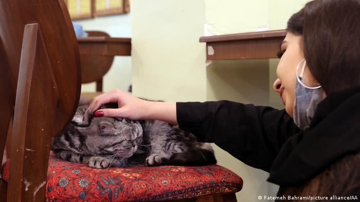 روایت تصویری از اولین موزه گربه در ایران