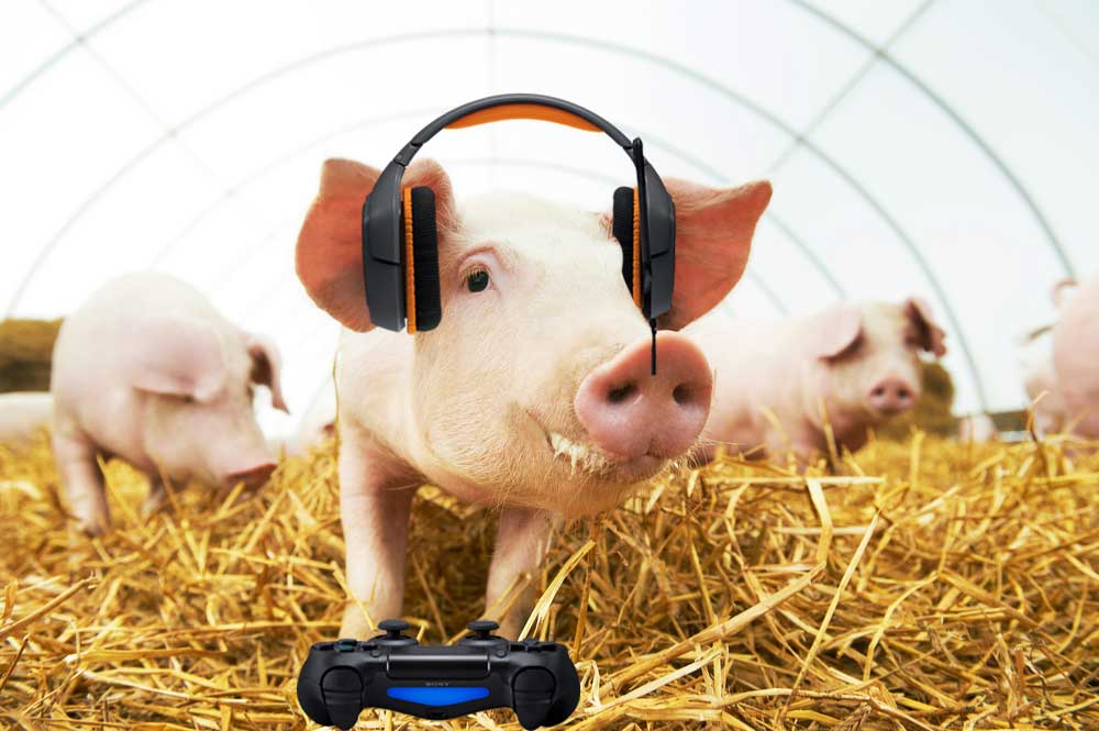 چرا توانمندی خوک‌‌ها در انجام بازی‌های ویدئویی برای دانشمندان مهم شده است؟